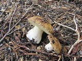 Suillus albivelatus image