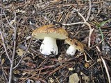 Suillus albivelatus image