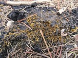 Geopyxis carbonaria image