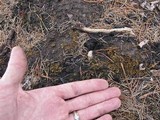 Geopyxis carbonaria image