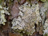 Parmelia saxatilis image