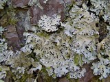 Parmelia saxatilis image