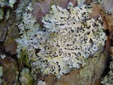Parmelia saxatilis image