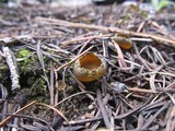 Caloscypha fulgens image