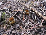 Caloscypha fulgens image