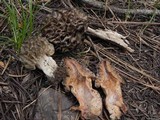 Morchella snyderi image