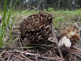 Morchella snyderi image