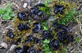 Pseudoplectania nigrella image