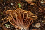 Kuehneromyces lignicola image