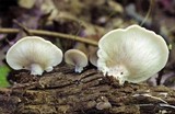 Hohenbuehelia angustata image