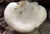 Hohenbuehelia angustata image