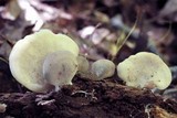 Hohenbuehelia angustata image