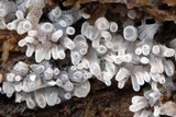 Ceratiomyxa fruticulosa var. fruticulosa image