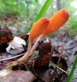 Mitrula lunulatospora image