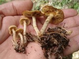Kuehneromyces marginellus image