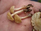 Kuehneromyces marginellus image