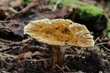 Coltricia montagnei image