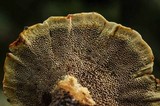 Coltricia montagnei image
