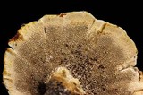 Coltricia montagnei var. montagnei image