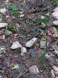 Mitrula lunulatospora image