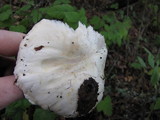 Agaricus albolutescens image