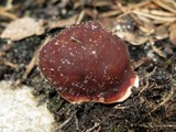 Rhizina undulata image