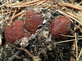 Rhizina undulata image
