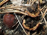 Rhizina undulata image