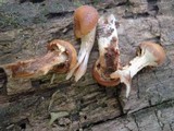 Pholiota veris image
