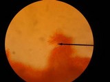 Pholiota veris image