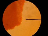 Pholiota veris image