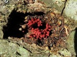 Arcyria denudata image