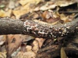 Peniophora albobadia image