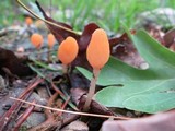 Mitrula lunulatospora image
