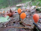 Mitrula lunulatospora image