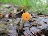 Mitrula lunulatospora image