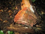 Isaria umbrina image
