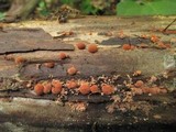 Isaria umbrina image