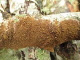 Hydnoporia olivacea image