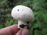 Agaricus albolutescens image