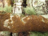 Hydnoporia olivacea image