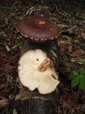 Lentinula edodes image