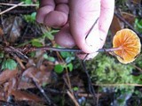 Xeromphalina cornui image