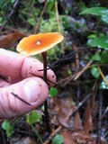 Xeromphalina cornui image