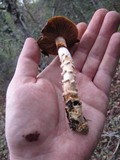 Cortinarius glutinosoarmillatus image