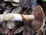 Cortinarius glutinosoarmillatus image