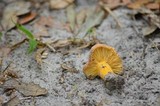 Lactarius hygrophoroides image