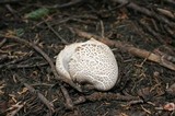 Lycoperdon subcretaceum image