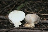 Lycoperdon subcretaceum image