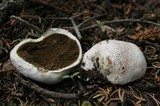Lycoperdon subcretaceum image